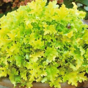 Heuchère Lime Marmelade ® - Leaderplant