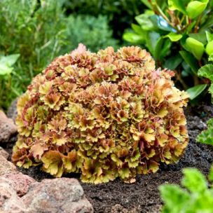 Heuchère Frilly ® - Leaderplant
