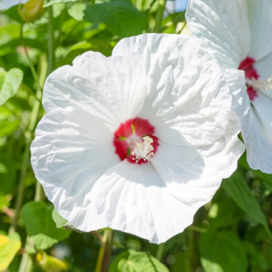 Hibiscus des marais blanc - Leaderplant