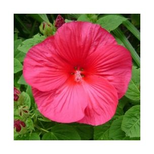 Hibiscus des marais rouge - Leaderplant