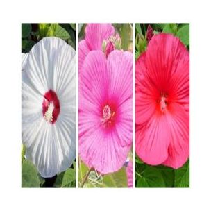 Hibiscus des marais Trio - Leaderplant