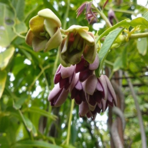 Holboellia à larges feuilles - Leaderplant