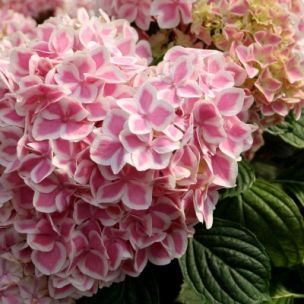 Hortensia 'Peppermint' ® - Leaderplant