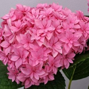 Hortensia Macrophylla You&Me ® Perfection ® - Leaderplant