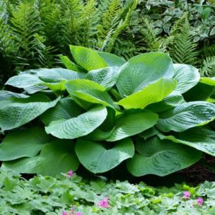 Hosta Jurassic Park - Leaderplant