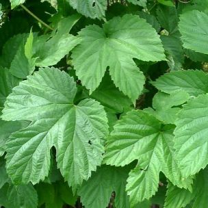 Houblon - Leaderplant