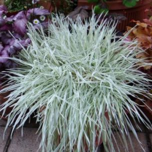Graminée Houlque molle Jackdaws Cream - Leaderplant