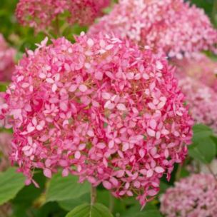 Hortensia arbustif Sorbet CandyBelle ® - Leaderplant