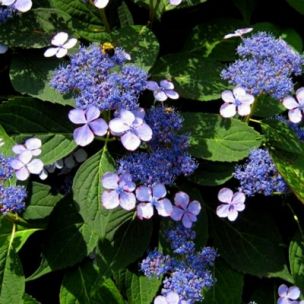 Hortensia 'Blue Bird' - Leaderplant