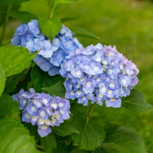 Hortensia Kuhnert Bleu  - Leaderplant