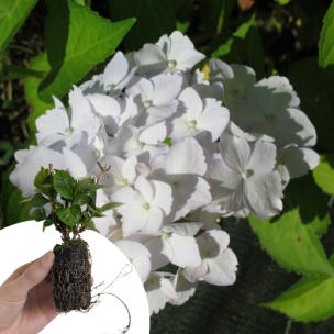 Hortensia Mme E. Mouillère en mini-motte - Leaderplant