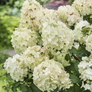 Hortensia paniculé Petite Star ®  - Leaderplant