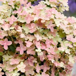 Hortensia paniculé Polestar ®  - Leaderplant
