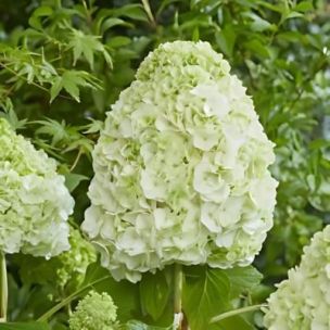 Hortensia à feuilles de chêne Tara - Leaderplant