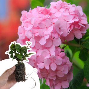 Hortensia Bouquet Rose en mini-motte  - Leaderplant