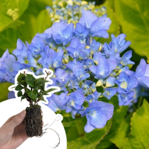 Hortensia Nikko Blue en mini-motte - Leaderplant