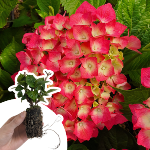 Hortensia Leuchtfeuer en mini-motte - Leaderplant