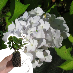 Hortensia Mme E. Mouillère en mini-motte - Leaderplant