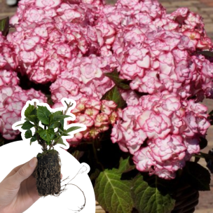 Hortensia Miss Saori ® en mini-motte - Leaderplant