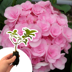 Hortensia You & Me Love ® en mini-motte - Leaderplant