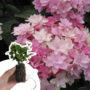 Hortensia You & Me Romance ® en mini-motte - Leaderplant