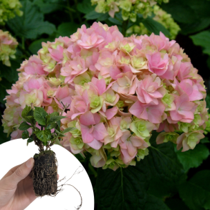 Hortensia You & Me Together ® en mini-motte - Leaderplant