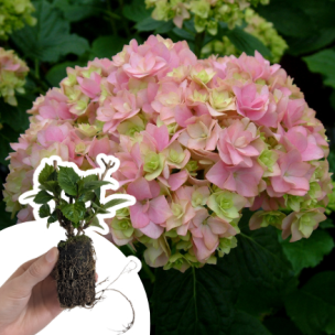 Hortensia You & Me Together ® en mini-motte - Leaderplant