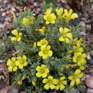 Millepertuis d’Égypte - Leaderplant