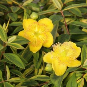 Millepertuis 'Little Mistery' ® - Leaderplant