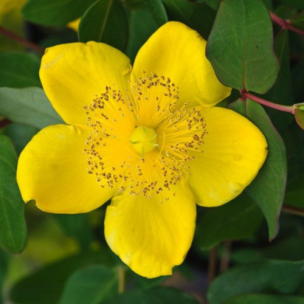 Millepertuis Moserianum en mini-motte - Leaderplant