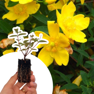 Millepertuis arbustif en mini-motte - Leaderplant
