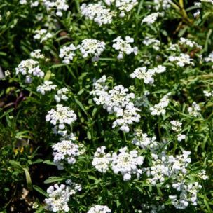 Corbeille d'argent First Flush ® Grace - Leaderplant