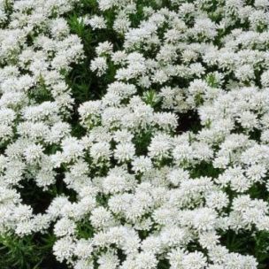 Vivaces à fleur blanche | Leaderplant - vente de Graminées & Plantes  Vivaces | Leaderplant