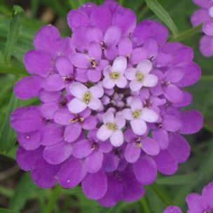 Corbeille d'argent Absolutely Amethyst - Leaderplant