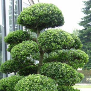Houx crenelé 'Caroline Upright' - Ilex - Leaderplant