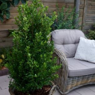 Ilex - Houx crénelé Luxus Spire ® - Leaderplant