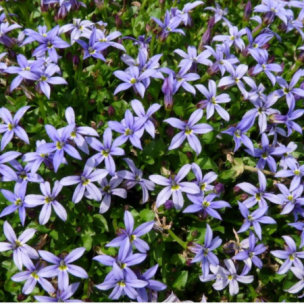 Pratia - Isotoma Dark Blue  - Leaderplant