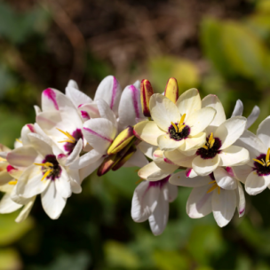 Lis des blés - Ixia blanc (15 Bulbes)  - Leaderplant