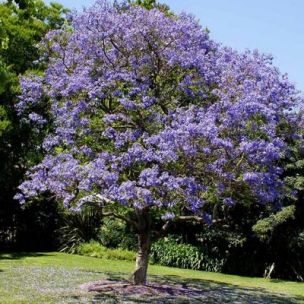 Jacaranda-Flamboyant Bleu - Leaderplant