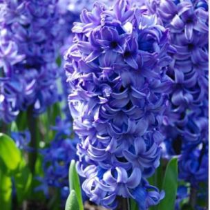 Jacinthe Bleu de Delft (5 Bulbes) - Leaderplant