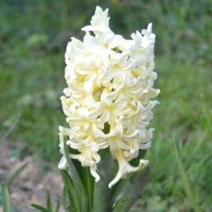 Jacinthe Gipsy Princess (5 Bulbes) - Leaderplant