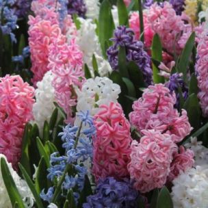 Jacinthe en Mélange (10 Bulbes) - Leaderplant