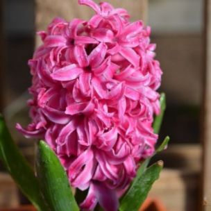 Jacinthe Pink Pearl (5 Bulbes) - Leaderplant
