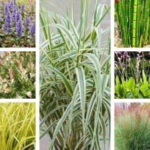 KIT Jardin de Berge - Leaderplant