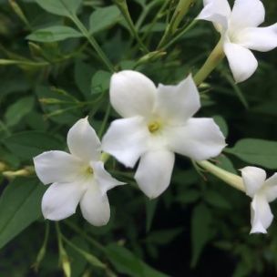 Jasmin officinal à grandes fleurs - Leaderplant