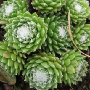 Joubarbe Araignée - Sempervivum Spider - Leaderplant
