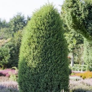 Genévrier commun Hibernica - Leaderplant