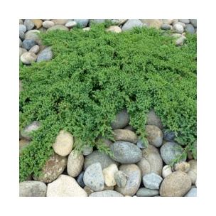 Genévrier rampant nain - Leaderplant