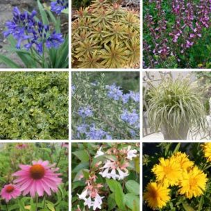 Kit Balcon au Soleil - Leaderplant