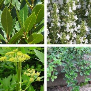 Kit 4 plantes Aromatiques pour Bouquet garni - Leaderplant